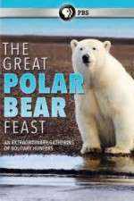 Watch The Great Polar Bear Feast Movie4k