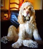 Watch War Dogs: America\'s Forgotten Heroes Movie4k