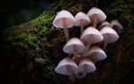 Watch Fungi: The Web of Life Movie4k