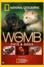 Watch National Geographic In The Womb Cats Movie4k
