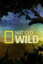 Watch Wild Tiger Queen Movie4k