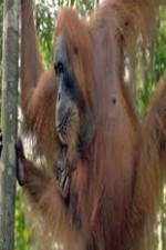 Watch Refugees Of The Lost Rainforest Movie4k