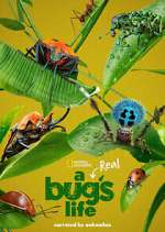 Watch A Real Bug's Life Movie4k