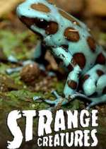 Watch Strange Creatures Movie4k