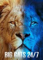 Watch Big Cats 24/7 Movie4k