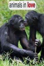 Watch Animals in Love Movie4k