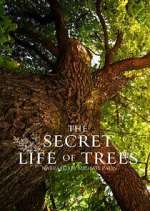 Watch The Secret Life of Trees Movie4k