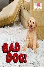 Watch Bad Dog! Movie4k